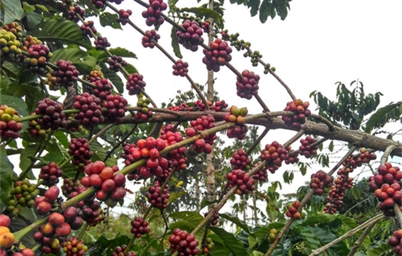 Robusta coffee growing in BBSNP